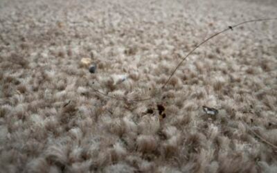 Dirty Carpets And Their Impact On Home Health