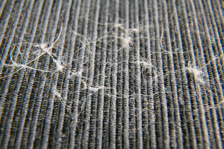 Why Regular Carpet Cleaning Is Essential For Pet Owners