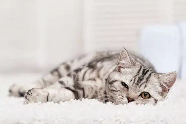 The Benefits Of Professional Carpet Cleaning