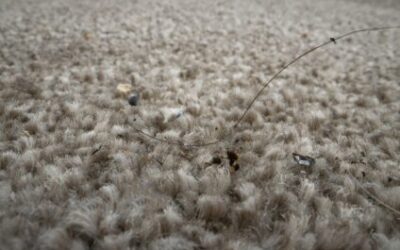 Dirty Carpets And Their Impact On Home Health