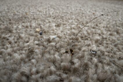 Dirty Carpets And Their Impact On Home Health