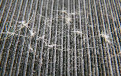 Why Regular Carpet Cleaning Is Essential For Pet Owners