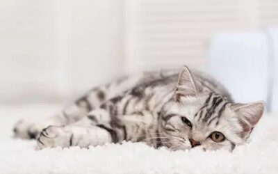 The Benefits Of Professional Carpet Cleaning