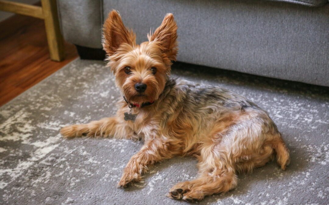 dog on carpet