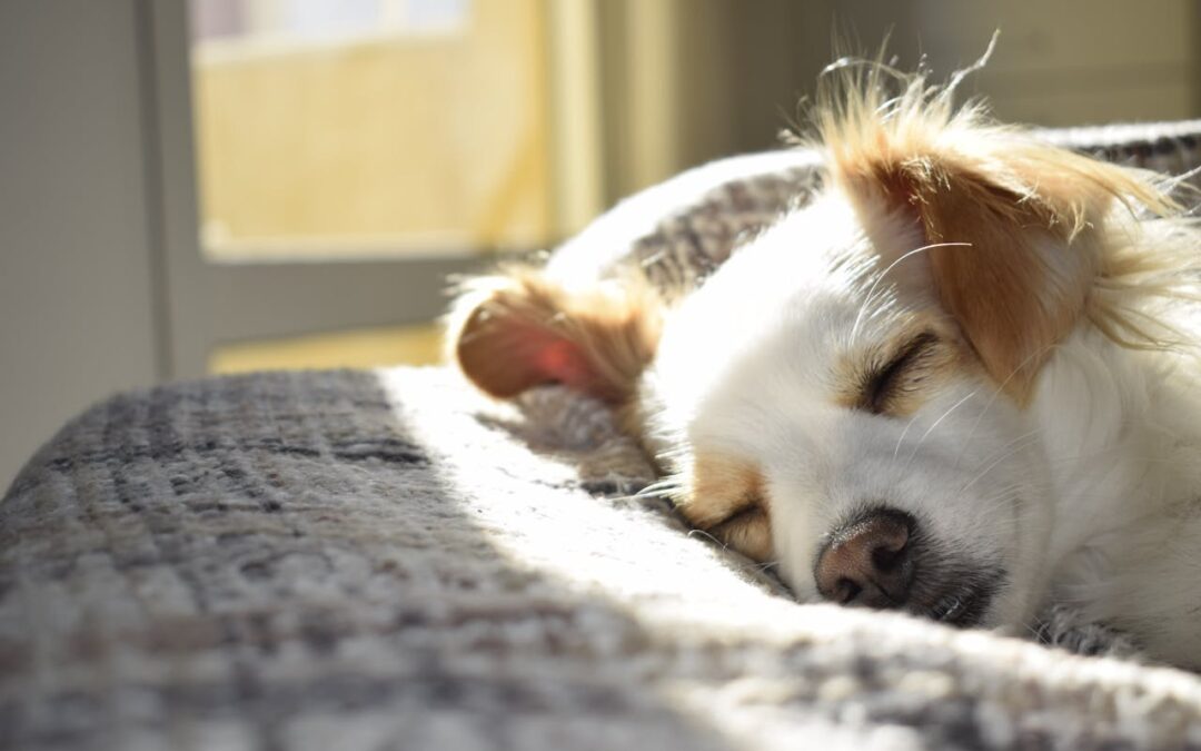 Pet Odor Treatments: How to Keep Your Home Fresh and Clean