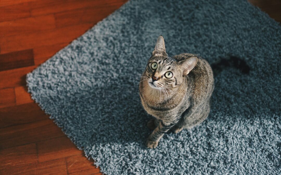 How To Eliminate Persistent Pet Odors From Upholstery Effectively